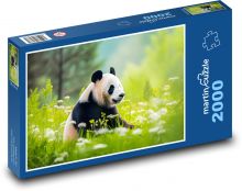 Panda - medvěd, savec  Puzzle 2000 dílků - 90 x 60 cm