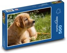 Pes - zlatý retriever, štěně Puzzle 500 dílků - 46 x 30 cm