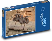 Meerkat Puzzle 1000 pieces - 60 x 46 cm 