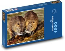 Nutrie - vodní krysa, hlodavec Puzzle 1000 dílků - 60 x 46 cm