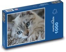 Kočka, kotě, domácí mazlíček Puzzle 1000 dílků - 60 x 46 cm