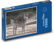 Pies - husky, zima Puzzle 1000 elementów - 60x46 cm