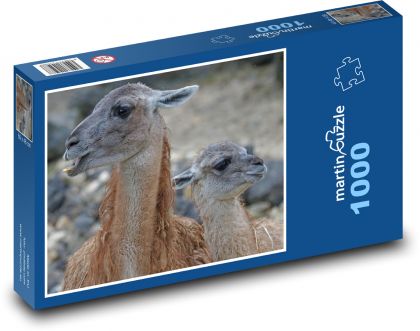 Guanaco - lama, sudokopytník - Puzzle 1000 dílků, rozměr 60x46 cm