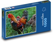 Kogut - kura, ptak Puzzle 1000 elementów - 60x46 cm