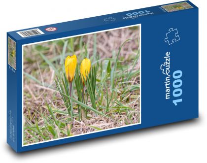 Yellow crocuses - plants, flowers - Puzzle 1000 pieces, size 60x46 cm 