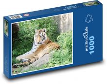 Tygrys - zwierzę, ogród zoologiczny Puzzle 1000 elementów - 60x46 cm