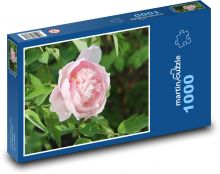 Růžová pivoňka - růžový květ, květina Puzzle 1000 dílků - 60 x 46 cm