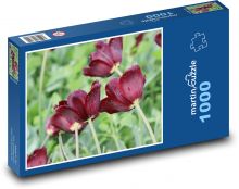 Kvetoucí tulipány - květiny, zahrada Puzzle 1000 dílků - 60 x 46 cm