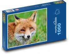 Red fox - wild animal, mammal Puzzle 1000 pieces - 60 x 46 cm