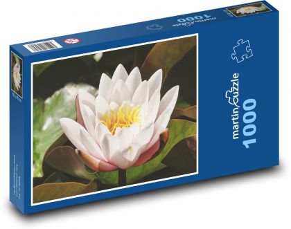 Biela lekná - kvet, voda - Puzzle 1000 dielikov, rozmer 60x46 cm