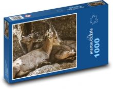 Mláďata kozorožce - zvířata, zoo Puzzle 1000 dílků - 60 x 46 cm