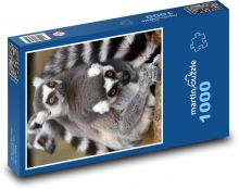 Zwierzę - lemur, ssak Puzzle 1000 elementów - 60x46 cm