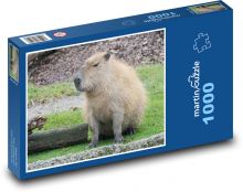 Kapybara - zvíře, zoo Puzzle 1000 dílků - 60 x 46 cm