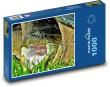 Korytnačka - zviera, plaz Puzzle 1000 dielikov - 60 x 46 cm 