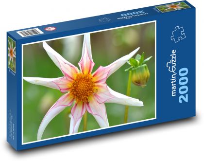 Dahlia - flower, nature - Puzzle 2000 pieces, size 90x60 cm 