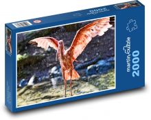 Ibis - červený vták Puzzle 2000 dielikov - 90 x 60 cm