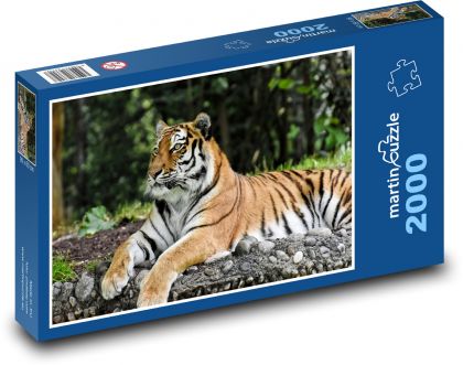 Tiger - cat, beast - Puzzle 2000 pieces, size 90x60 cm 