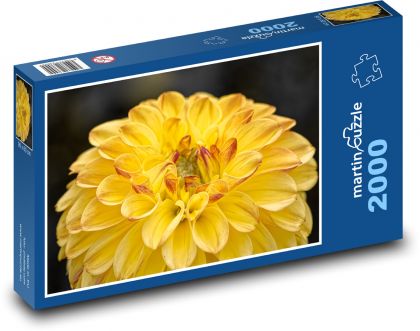 Yellow dahlia - garden flower - Puzzle 2000 pieces, size 90x60 cm 