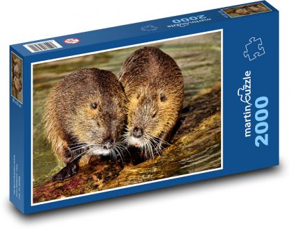 Nutrie - water rat, rodent - Puzzle 2000 pieces, size 90x60 cm 