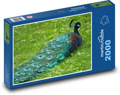 Peacock - bird, garden - Puzzle 2000 pieces, size 90x60 cm 