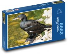 Cormorant - water bird, zoo Puzzle 2000 pieces - 90 x 60 cm