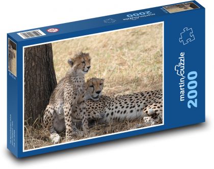 Cheetahs - Safari, Africa - Puzzle 2000 pieces, size 90x60 cm 