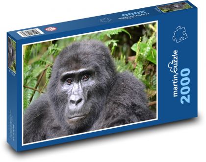 Gorilla - Uganda, rainforest - Puzzle 2000 pieces, size 90x60 cm 