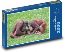 Hrající orangutani - primát, opice Puzzle 2000 dílků - 90 x 60 cm