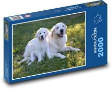 Zlatý Retriever - štěně, pes Puzzle 2000 dílků - 90 x 60 cm