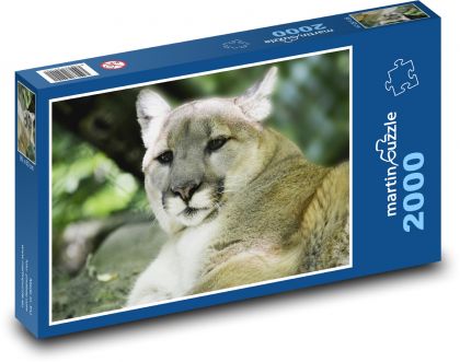 Puma - big cat, predator - Puzzle 2000 pieces, size 90x60 cm 