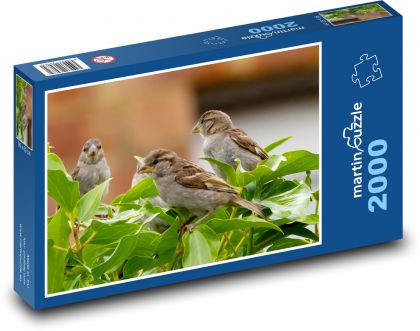 Sparrow - bird, beak - Puzzle 2000 pieces, size 90x60 cm 