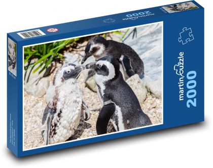 Tučňák brýlový - zvíře, v zoo - Puzzle 2000 dílků, rozměr 90x60 cm