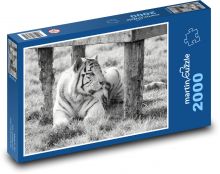 White Tiger - captive, zoo Puzzle 2000 pieces - 90 x 60 cm