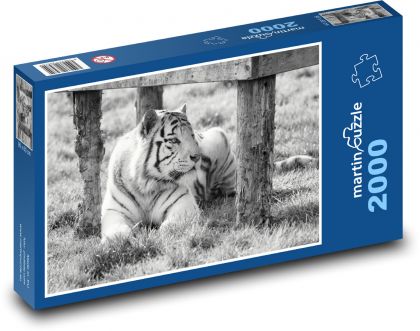 White Tiger - captive, zoo - Puzzle 2000 pieces, size 90x60 cm 