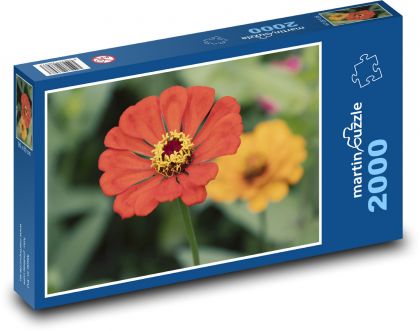 Czerwona cynia - kwiat, kwiat - Puzzle 2000 elementów, rozmiar 90x60 cm