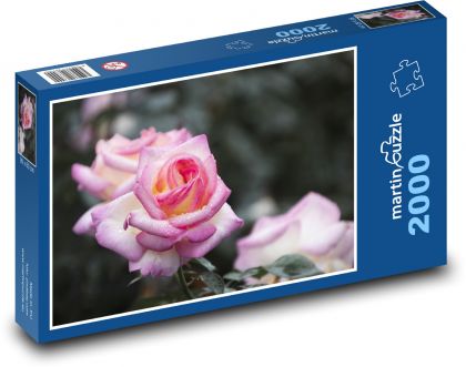 Pink rose - flower, botany - Puzzle 2000 pieces, size 90x60 cm 