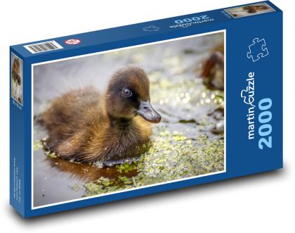 Duck - cub, bird - Puzzle 2000 pieces, size 90x60 cm 