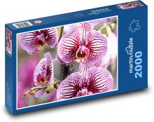 Orchidea - różowy kwiat, roślina Puzzle 2000 elementów - 90x60 cm