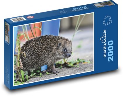 Hedgehog - wild animal, mammal - Puzzle 2000 pieces, size 90x60 cm 