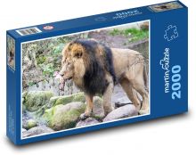 Lion - mammal, animal Puzzle 2000 pieces - 90 x 60 cm