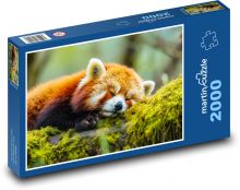 Spiaca panda - zviera, les Puzzle 2000 dielikov - 90 x 60 cm