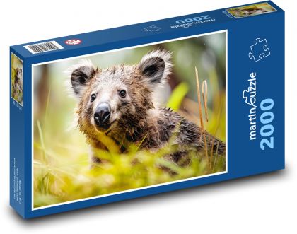 Koala - medvěd, savec - Puzzle 2000 dílků, rozměr 90x60 cm