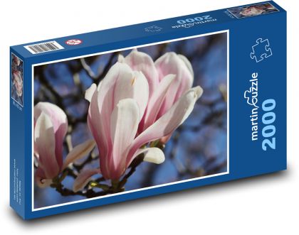 Kwiat magnolii - roślina, wiosna - Puzzle 2000 elementów, rozmiar 90x60 cm