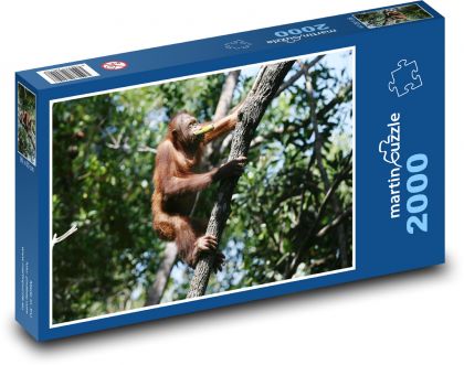 Orangutan - opice, lezení na strom - Puzzle 2000 dílků, rozměr 90x60 cm