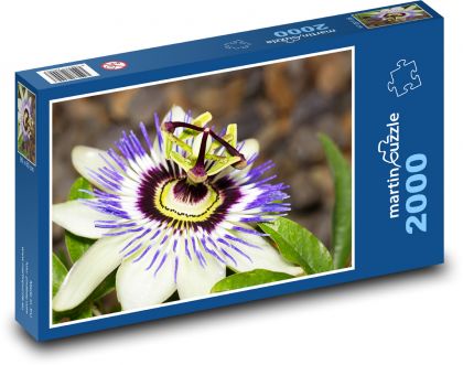 Passionfruit - flower, plant - Puzzle 2000 pieces, size 90x60 cm 