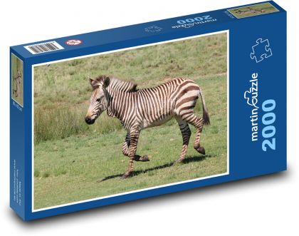 Zebra - zvíře, zoo - Puzzle 2000 dílků, rozměr 90x60 cm