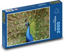 Peacock - bird, peacock feathers Puzzle 2000 pieces - 90 x 60 cm