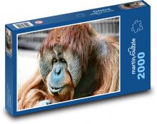 Małpa - orangutan, zwierzę Puzzle 2000 elementów - 90x60 cm