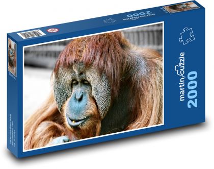 Małpa - orangutan, zwierzę - Puzzle 2000 elementów, rozmiar 90x60 cm