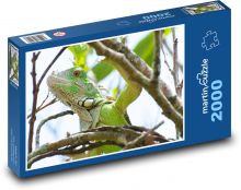 Iguana - gad, zwierzę Puzzle 2000 elementów - 90x60 cm